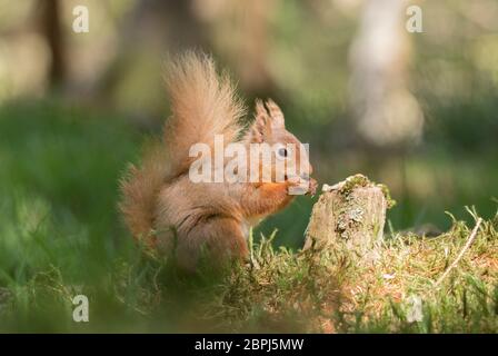 Red squirrel at Snaizeholme near Hawes, Yorkshire Dales Stock Photo