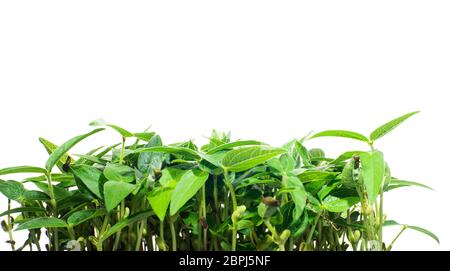 Legume shoots. Mung beans sprouting Stock Photo