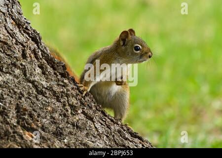A young red squirrel "Tamiasciurus hudsonicus", standing on a spruce tree root looking away in rural Alberta Canada. Stock Photo