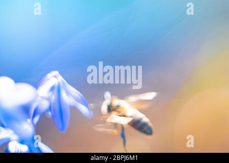 A bee in flight in front of a flower. Blurry abstract image of a bee near a blue flower. Stock Photo