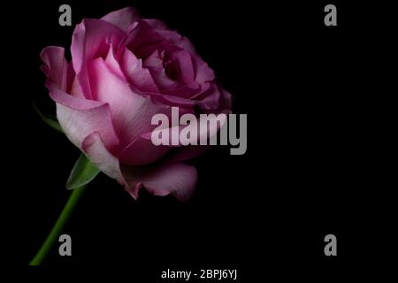 Single pink rose flower on a black background Stock Photo
