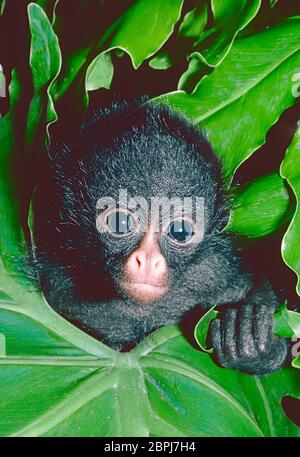 Young Long-haired Spider Monkey,  (Ateles belzebuth,) from Northern South America. Stock Photo