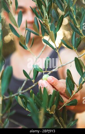 Farmer is harvesting and picking olives on olive farm. Gardener in Olive garden harvest. Olives garden Stock Photo