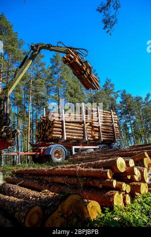 Crane in forest loading logs in the truck. Timber harvesting and transportation in forest. Transport of forest logging industry and forestry industry. Stock Photo