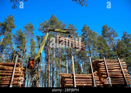 Crane in forest loading logs in the truck. Crane operator loading logs on to truck on a nice spring day. Timber harvesting and transportation in fores Stock Photo