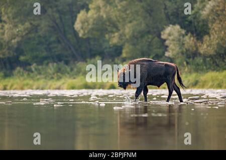 Huge bull of european bison, bison bonasus, crossing a river. Majestic wild animal splashing water. Dynamic wildlife scene with endangered mammal spec Stock Photo