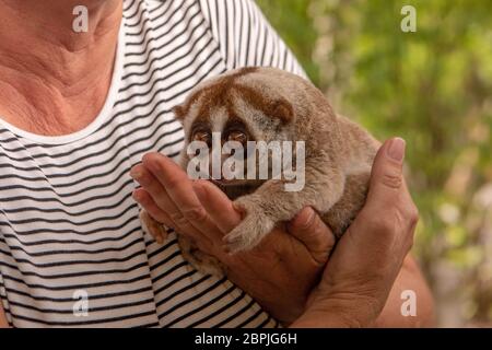 Slow loris sits in hands of woman Stock Photo