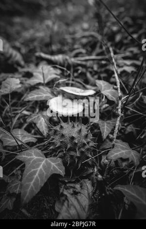 Fruchtkapsel der Rosskastanie zwischen Efeu und Pilze - schwarz weiß Stock Photo