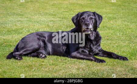 An older black Labrador lying down on green grass lawn facing the camera. Stock Photo