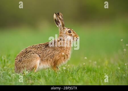 European hare, Lepus europaeus, in spring with fresh looking green blurred background. Wild rabbit on grass. Stock Photo