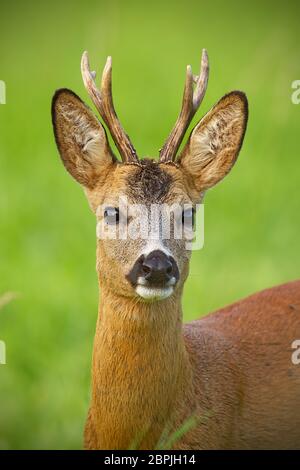 Detail of head of curious roe deer, capreouls capreolus, buck in wild. Close-up of deer in summer. Portrait of wild animal in nature. Stock Photo