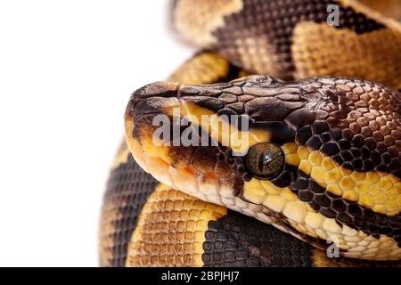 Python Regius snake isolated on white background. Stock Photo