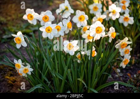 Beautiful spring flowers of daffodils or Narcissus grow in the garden on a flower bed Stock Photo