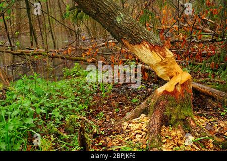 Broken tree after a thunderstorm  in a forest in Upper Silesia, Poland. Stock Photo