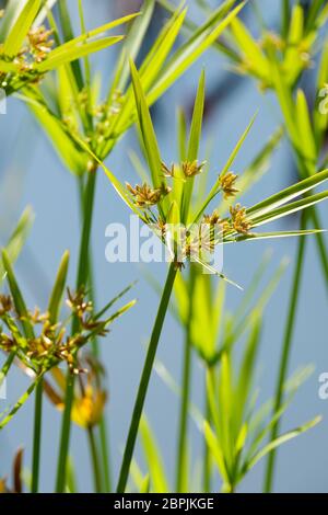 Cyperus alternifolius, umbrella papyrus, umbrella sedge or umbrella palm Stock Photo