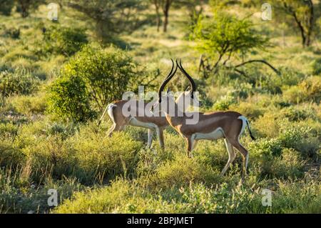 Crossing of two antelopes in the savannah of Samburu Park in central Kenya Stock Photo