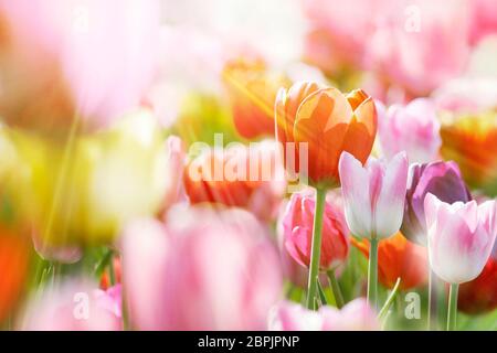 Group of fresh beautiful colorful tulips in bright warm spring sunlight. Close up view. Stock Photo