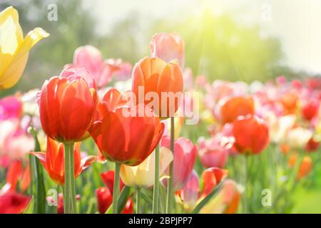 Field of fresh beautiful colorful tulips in bright warm spring sunlight. Close up view. Stock Photo