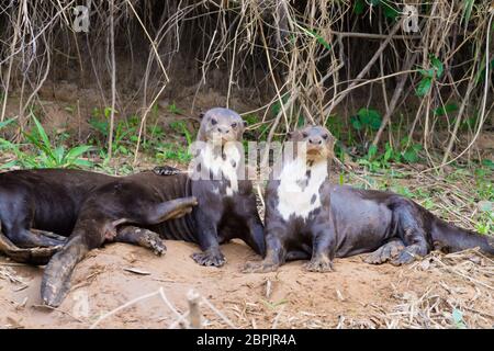 Giant otter on water from Pantanal wetland area, Brazil. Brazilian wildlife. Pteronura brasiliensis Stock Photo