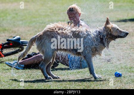 London, UK. 19th May, 2020. A woman exercises her dog in the model boating lake - people enjoy the sun on Clapham Common after the Government eased restrictions and allowed people to meet - Lambeth Council have replaced signs to say stay alert and to allow people sit on benches. The 'lockdown' continues for the Coronavirus (Covid 19) outbreak in London. Credit: Guy Bell/Alamy Live News Stock Photo