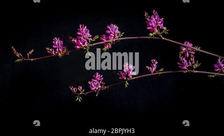 Flowers and sprouting leaves of the Himalayan Indigo plant (Indigofera gerardiana) against a black background. Stock Photo