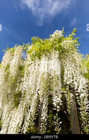 Close up of a white wisteria against a blue sky. Flowering in the UK in May. Stock Photo