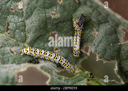 A mullein moth caterpillar (Cucullia verbasci) moulting on the leaf of a mullein (Verbascum) Stock Photo