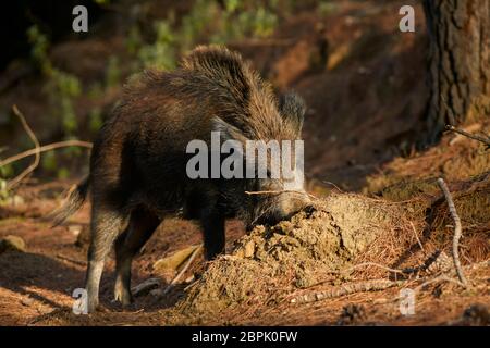 European wild boar (Sus scrofa) searching for food in the Sierra de las Nieves, Malaga. Spain