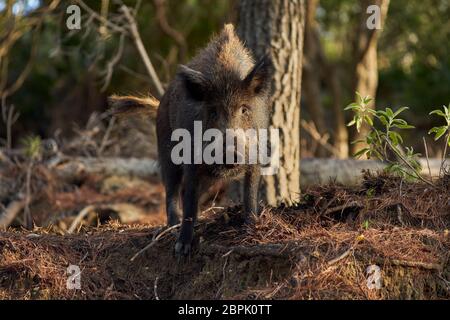 European wild boar about to attack in the Sierra de las Nieves in Malaga. Spain