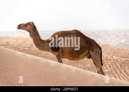 A single solitary camel standing amongst the sand dunes in the Sahara Desert near Douz, Tunisia