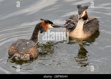 Haltern am See, NRW, Germany. 19th May, 2020. Two little great crested grebe (Podiceps cristatus) babies, still with their distinctive black and white striped heads, hitch a ride with mum on her back whilst the male attempts to feed his brood. Credit: Imageplotter/Alamy Live News