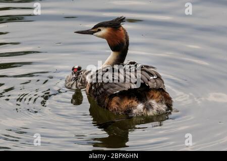 Haltern am See, NRW, Germany. 19th May, 2020. Two little great crested grebe(Podiceps cristatus) babies, still with their distinctive black and white striped heads, hitch a ride with mum on her back whilst the male attempts to feed his brood. Credit: Imageplotter/Alamy Live News