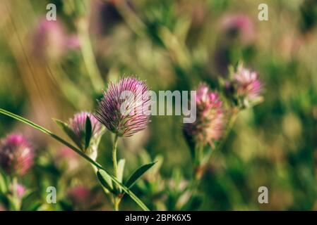 Fluffy Flower of Hare's-foot Clover on Blurred Background. Stock Photo