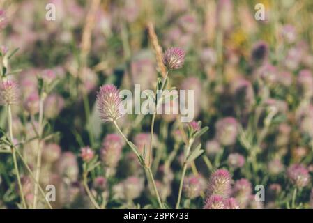 Trifolium Arvense , Commonly Known as Hare's-foot Clover, on Blurred Background. Stock Photo