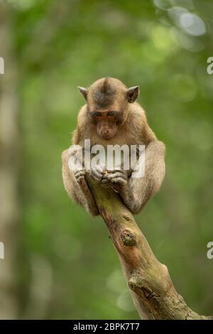 Baby long-tailed macaque on stump looking down Stock Photo