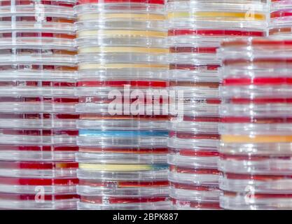 full frame abstract shot showing lots of stacked petri dishes filled with colorful agar growth medium Stock Photo