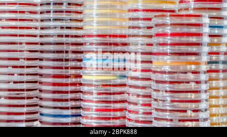 full frame abstract shot showing lots of stacked petri dishes filled with colorful agar growth medium Stock Photo