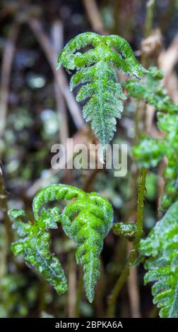 Long beech-fern (Phegopteris connectilis) Stock Photo