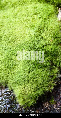 Common apple-moss (Bartramia pomiformis) Stock Photo