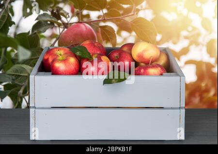 Red apples in wooden box on table. Apple trees and fall harvest background Stock Photo