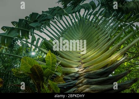 Two traveller's palms with fan like leaves in rainforest, one is very big and powerfull at the front and another much younger in the background. Sunse Stock Photo