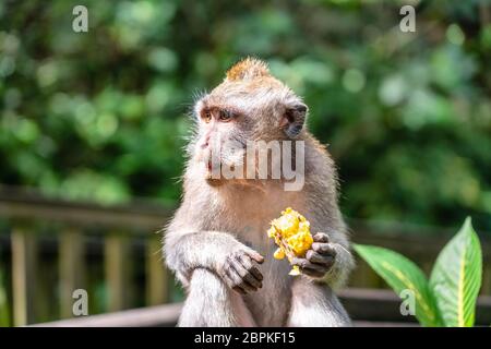 Close up photo of monkey sitting on fence macaque eating corn (maize). Sacred Monkey Forest Sanctuary, Bali, Indonesia Stock Photo