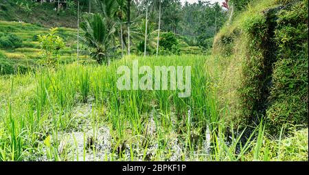 Close view green rice growing on terraces in tropical valley, palm trees, winter time, colder and more rainy season at Bali Stock Photo