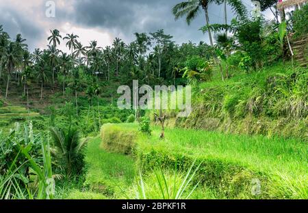 Close view green rice growing on terraces in tropical valley, a lot of palm trees - winter time, colder and more rainy season at Bali Stock Photo