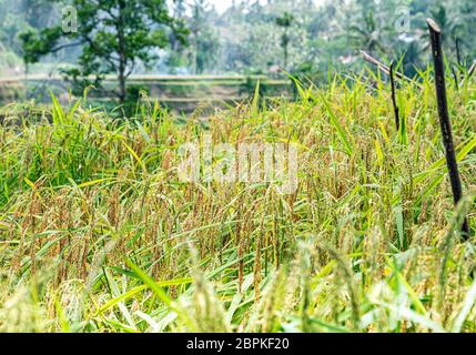 Close view green rice growing on terraces in tropical valley, a lot of palm trees - winter time, colder and more rainy season at Bali Stock Photo