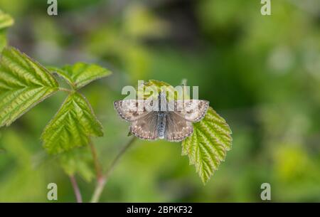 Dingy skipper butterfly (Erynnis tages) Stock Photo
