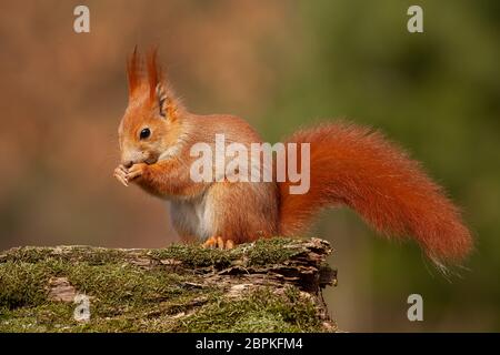 Eurasian red squirrel, sciurus vulgaris, in autumn forest in warm light. Wildlife scenery with vivid colors. Cute little animal feeding. Stock Photo