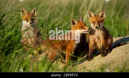 Red fox, vulpes vulpes, small young cubs near den curiously watching around. Cute little wild predators in natural environment playing. Baby animals i Stock Photo