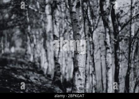 Birkenallee im Moor in einer Detailaufnahme - schwarz weiß Stock Photo