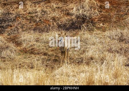 Hydropotes inermis argyropus or also called water deer 'gorani' eating grass on tall grass land in National Institute of Ecology in Seocheon, South Ko Stock Photo